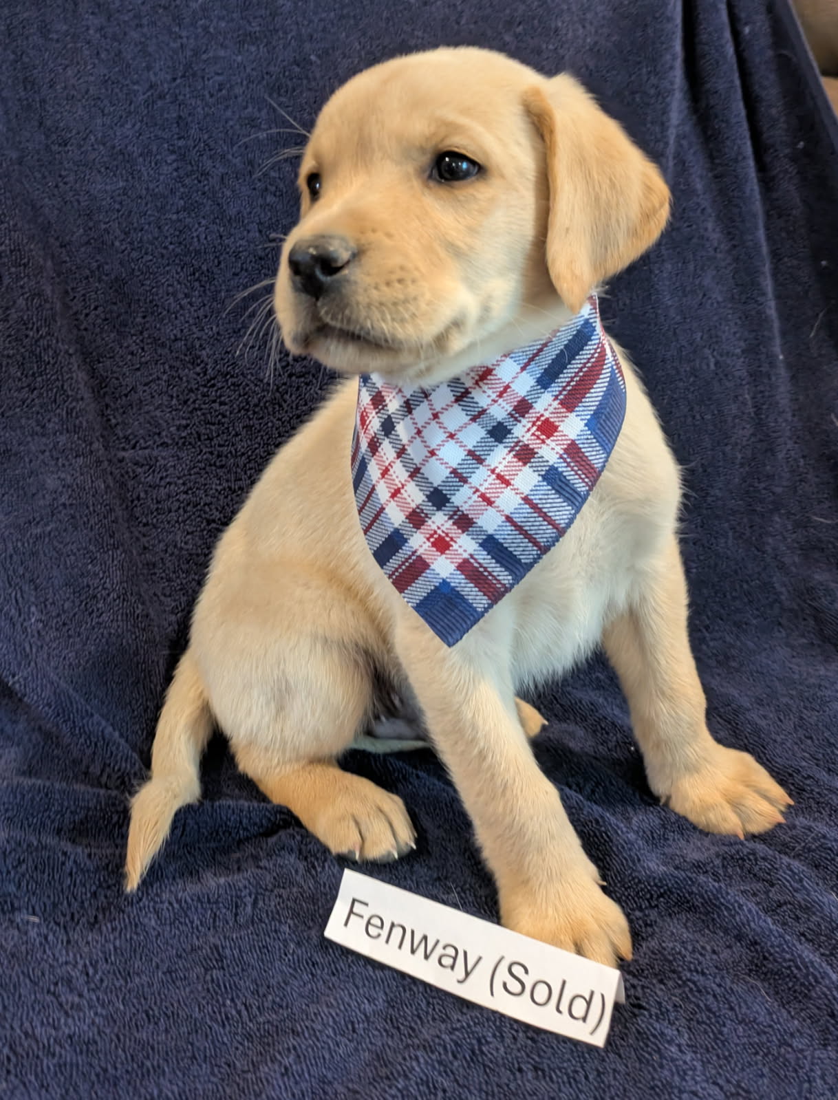 Fenway - Male Labrador puppy