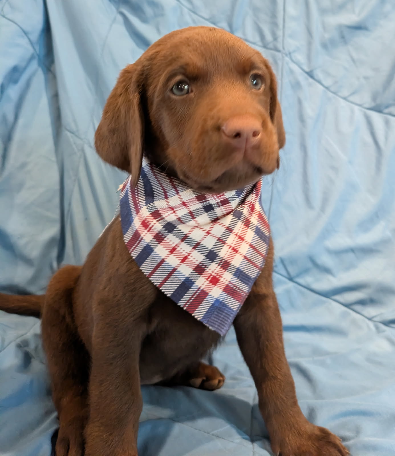 Brownie - Female Labrador puppy