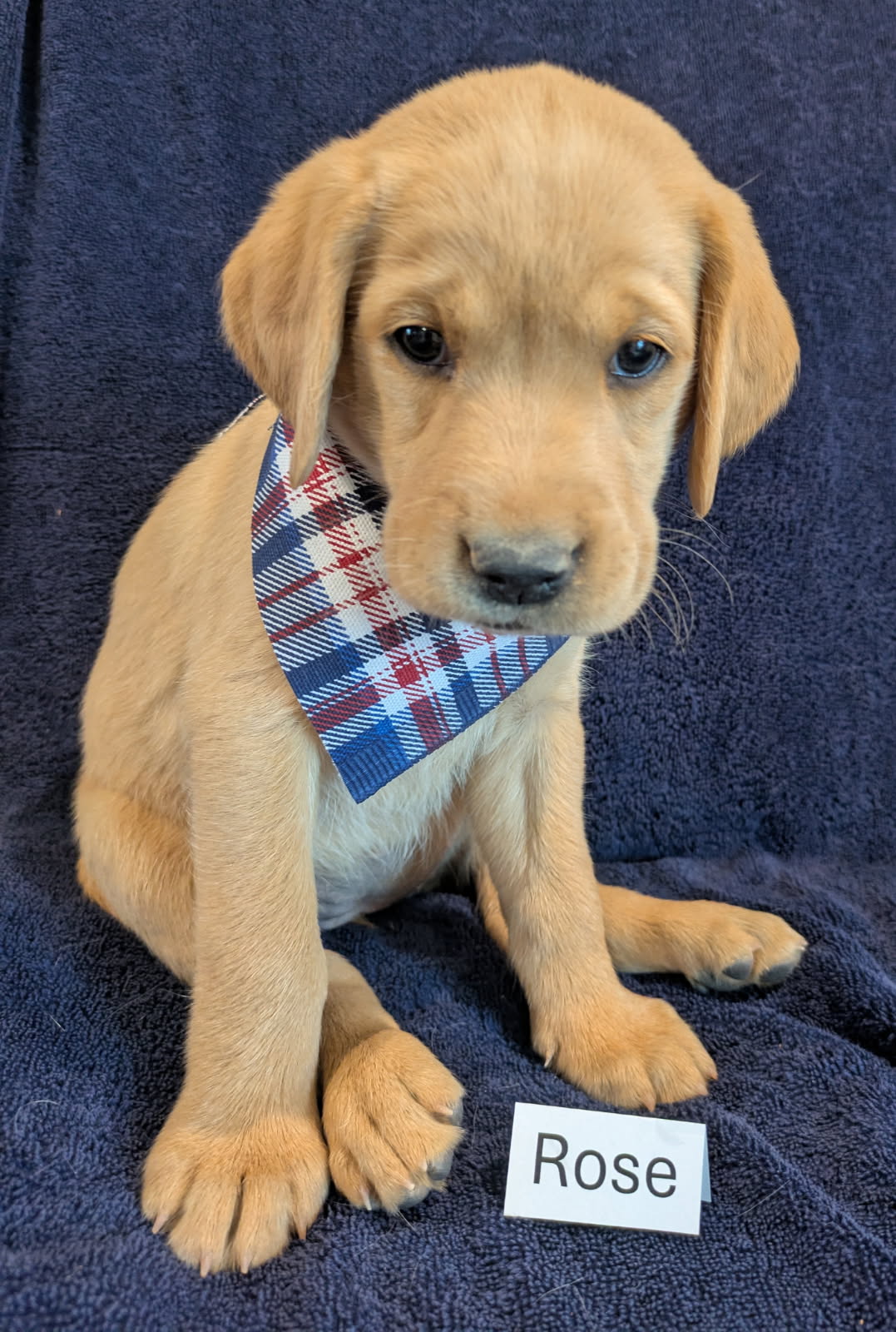 Rose - Female Labrador puppy